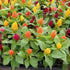 F1 Hybrid Celosia Kimono Seed